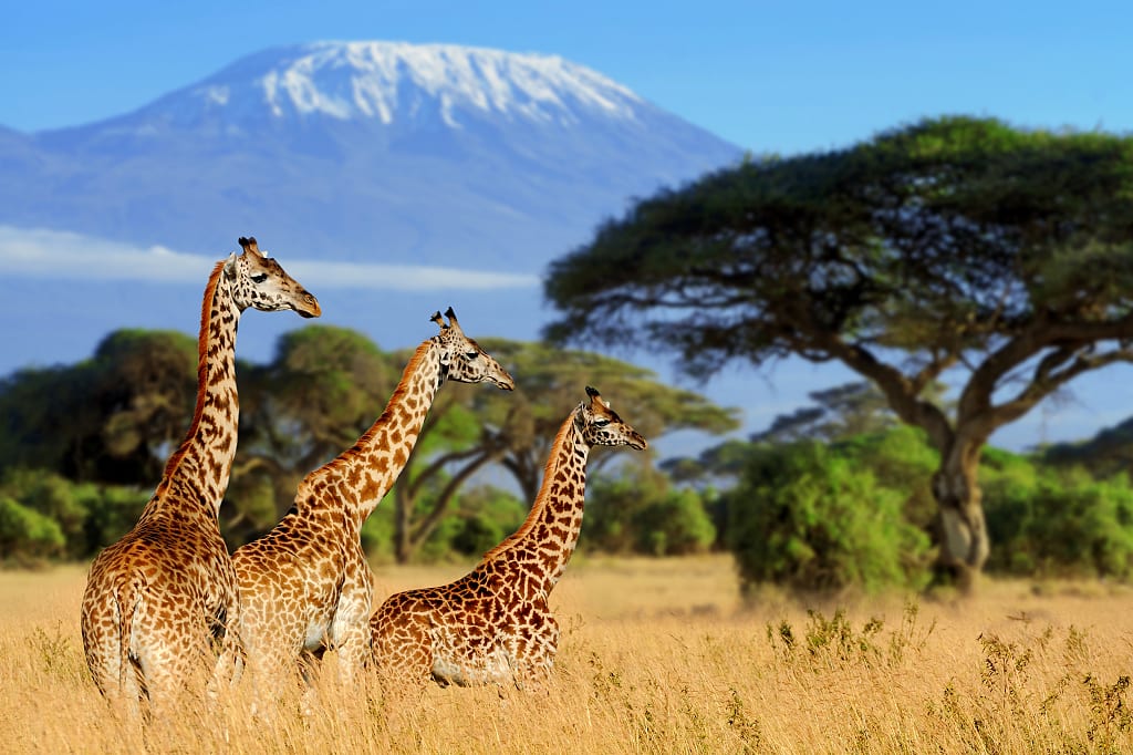 Safari Dream